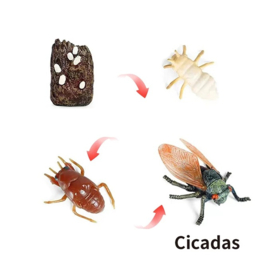 Cicade  levenscyclys