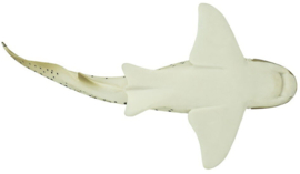 Zebrahaai  S223329