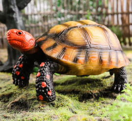 Kolenbranderschildpad of savanneschildpad   (XL)