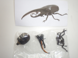 Herculesbeetle  Bandai  (dark)