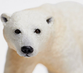 Polar Bear   S273329