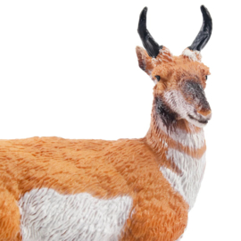 Pronghorn Toymany
