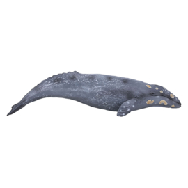 Grey whale  Mojo 387280