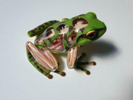 Frog   4D Vision anatomic model