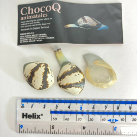 Common Orient Clam