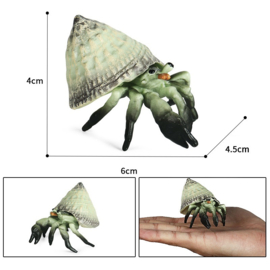 Tolhoorn met hermietkrab