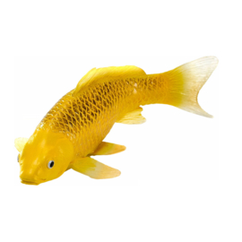 Koi carp Kin Mtsuba Mojö 381105  june  2025