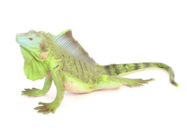 Iguana green