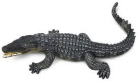 Crocodile     S272729