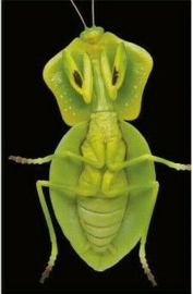 Praying mantis    Choeradodis stalii