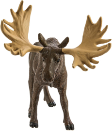Moose Bull   S290029