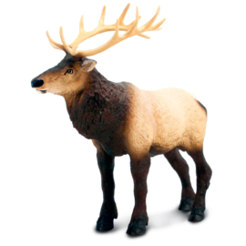 Wapiti S100303