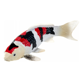 Koi karper Showa Sanshoku Mojö 381103