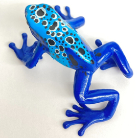 Blue poison frog Colorata