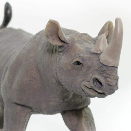 Black Rhino   S228929