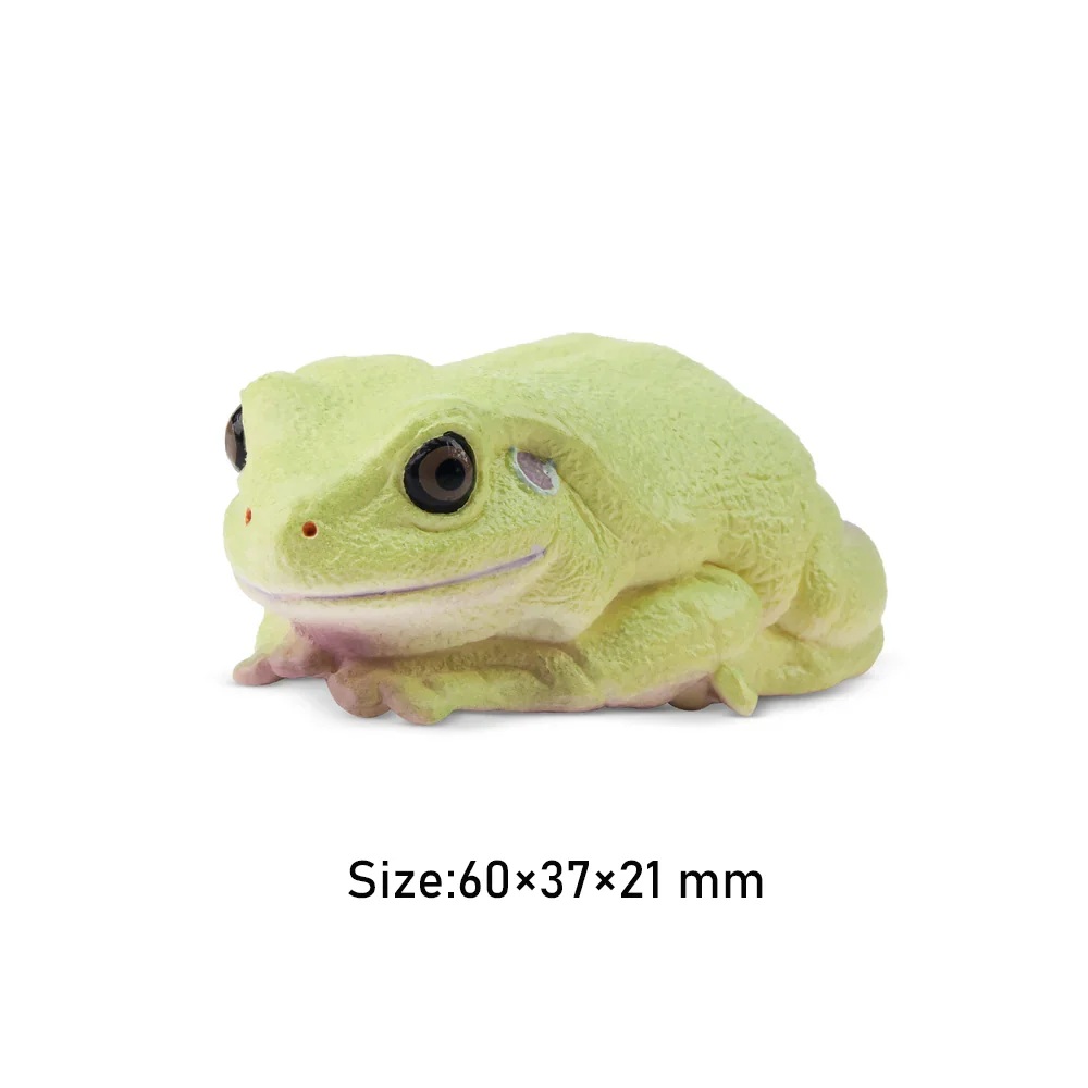 Australian green tree frog  Toymany