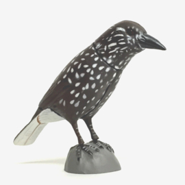 133  Spotted nutcracker  Notenkraker