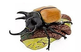 Five-horned Rhinoceros Beetle Colorata