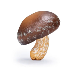 Shiitake