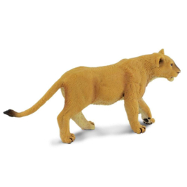 Lioness  S290329