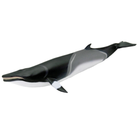 Minke walvis Dwergvinvis S100413