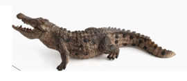 Crocodile