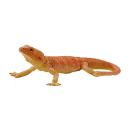 Bearded Dragon  Mojö 381096