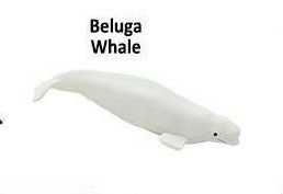 Beluga mini