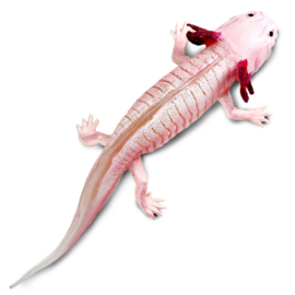 Axolotl S104650