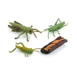 Grasshopper lifecycle