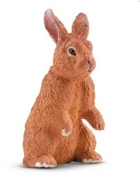 New Zealand red rabbit