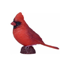 Rode kardinaal  Mojo