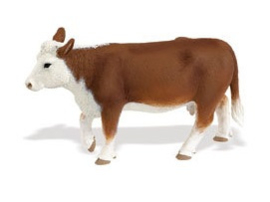 Hereford koe Safari 160029