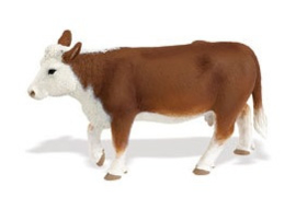 Hereford cow Safari 160029