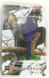 Blue Macaw  Kabaya