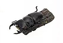 Japanese great stag beetle  Colorata