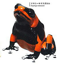 Lehmann's poison frog