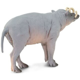 Babirusa  S100102