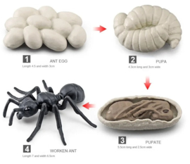 Ant  lifecycle