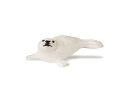 Harp Seal Pup  S248929