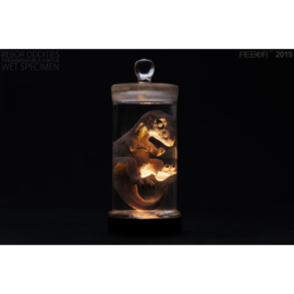 Tyrannosaurus rex Foetus Wet Specimen Rebor