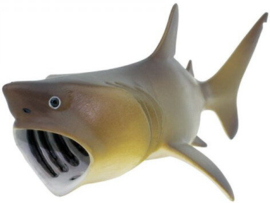 Reuzenhaai   S223429