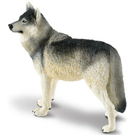 Grey wolf   XXL S112689