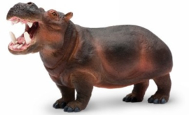 Hippopotamus  S229029