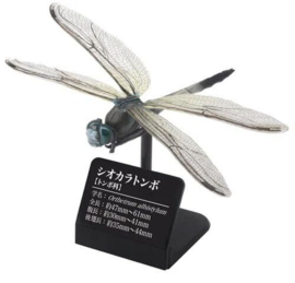 Libelle witpuntoeverlibel (Orthetrum albistylum)