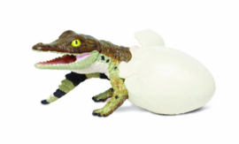 Krokodilbaby uit ei S269229