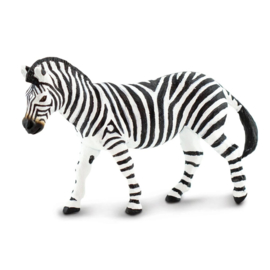 Zebra  Steppenzebra  S100689
