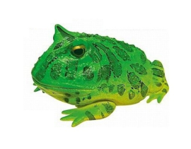 Ornate horned frog  Colorata