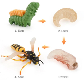 Sluipwesp met eitjes in rups  levenscyclus
