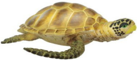 Loggerhead Turtle  S220229